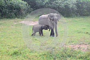 The baby elephant.Elephant Ranch.B yala national park