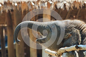 Baby elephant, elephant-Thailand Elephant Conservation Center, Lampang Thailand.