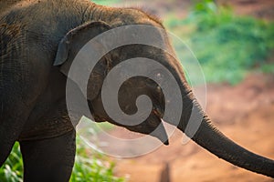 Baby elephant, Elephas maximus