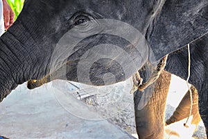 Baby elephant, Elephas maximus, rescued, healing to be reintroduced into the wild, close up view in protected park, Herbivorous an