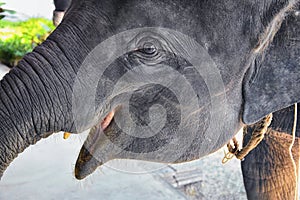 Baby elephant, Elephas maximus, rescued, healing to be reintroduced into the wild, close up view in protected park, Herbivorous an