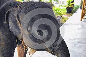 Baby elephant, Elephas maximus, rescued, healing to be reintroduced into the wild, close up view in protected park, Herbivorous an