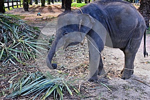 Baby elephant, Elephas maximus, rescued, healing to be reintroduced into the wild, close up view in protected park, Herbivorous an
