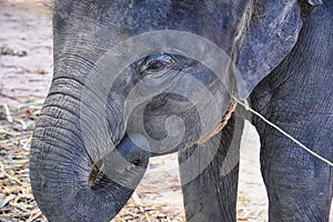 Baby elephant, Elephas maximus, rescued, healing to be reintroduced into the wild, close up view in protected park, Herbivorous an