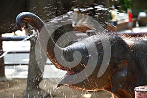Baby elephant enjoy water