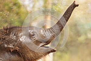 Baby elephant enjoying water