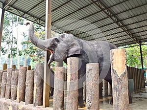Baby elephant entertain the crowd