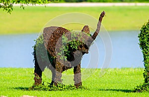 Baby elephant espalier tree plant form; in green grass with water background. Plant growing. Natural sculpture