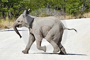 Baby Elephant - Etosha, Namibia