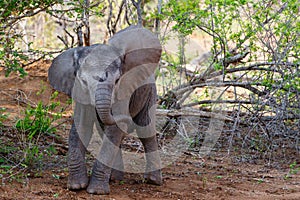 Baby elephant exploring the world