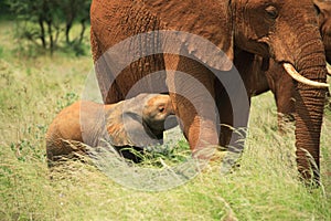 Baby elephant feeding