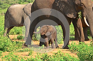 Baby elephant feeling safe photo