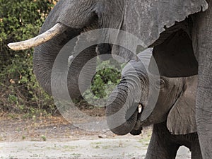 Baby elephant framed under mom