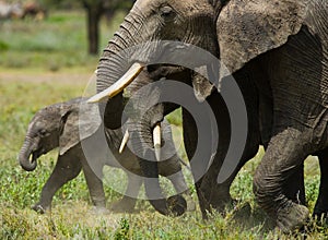 Baby elephant it goes close to his mother. Africa. Kenya. Tanzania. Serengeti. Maasai Mara.