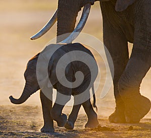 Baby elephant it goes close to his mother. Africa. Kenya. Tanzania. Serengeti. Maasai Mara.