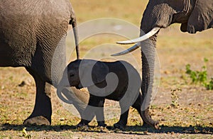 Baby elephant it goes close to his mother. Africa. Kenya. Tanzania. Serengeti. Maasai Mara.