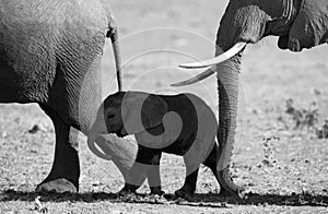 Baby elephant it goes close to his mother. Africa. Kenya. Tanzania. Serengeti. Maasai Mara.