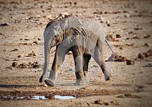 Baby elephant going for a walk