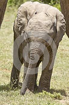 Baby elephant grazing