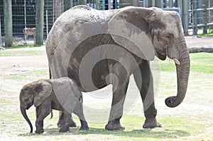 A Baby Elephant hangs out with mama.