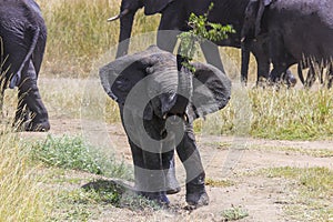 Baby elephant having fun with branch