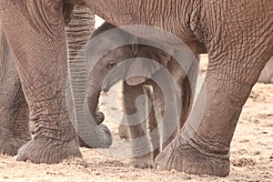 Baby elephant in the herd