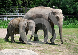 Baby Elephant and his Mom at the Zoo