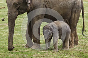 Baby elephant with his mother