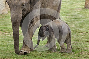 Baby elephant with his mother