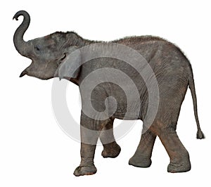 Baby elephant include clipping path