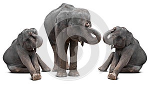 Baby elephant isolated