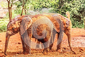 Baby elephant in kenya