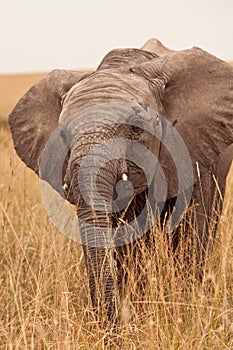 Baby Elephant in Kenya