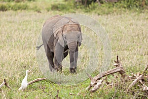 Baby Elephant, Kenya