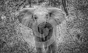 Baby elephant in Kruger National Park
