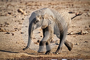 Baby Elephant in Kruger Park