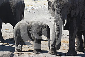 Baby elephant loxodonta africana