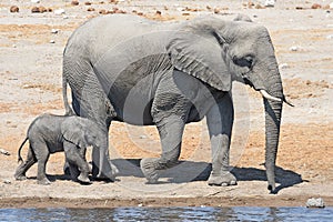 Baby elephant loxodonta africana with elephant mother