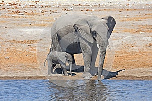 Baby elephant loxodonta africana with elephant mother