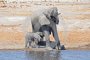 Baby elephant loxodonta africana with elephant mother