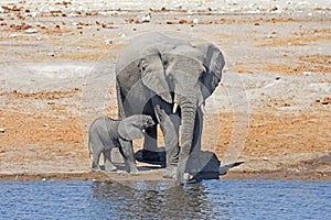 Baby elephant loxodonta africana with elephant mother