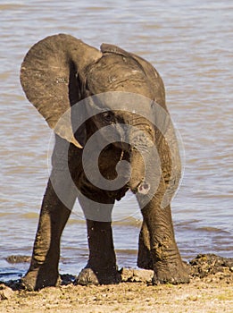 Baby Elephant - Mapondo dam KNP