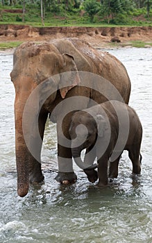 Baby-elephant and mother elephant