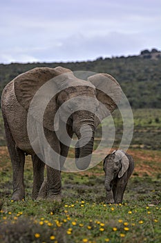 Baby elephant with mother next to each other in grassland with yellow flowers.