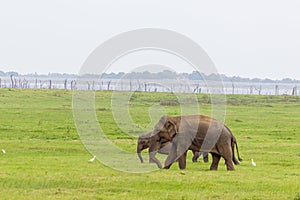 Baby elephant with mother and savanna birds on a green field relaxing. Concept of animal care, travel and wildlife observation