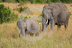 Baby elephant and mother walk through the tall grass in the Masaai Mara in Kenya