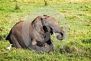 Baby Elephant In Mud in Amboseli