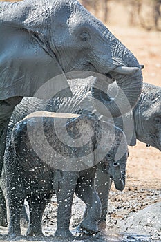 Baby Elephant Mudbath 2