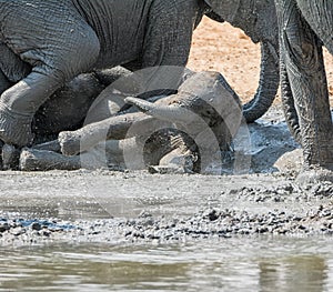 Baby Elephant Mudbath 6