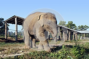 Baby Elephant - Nepal